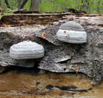 Fomes fomentarius, older fruiting bodies in their normal habitat, rotting logs.